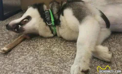 狗狗为啥对骨头情有独钟，没肉也不放过?