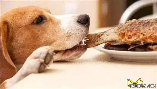 狗狗为啥对骨头情有独钟，没肉也不放过?