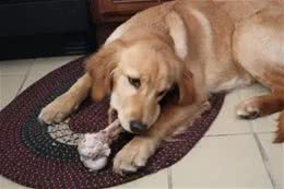 狗狗为啥对骨头情有独钟，没肉也不放过?