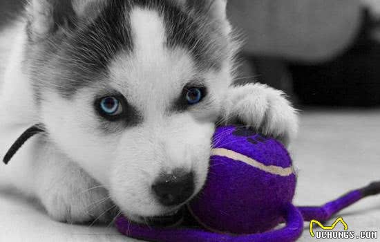 狗狗选择体内驱虫药的注意事项及使用方法