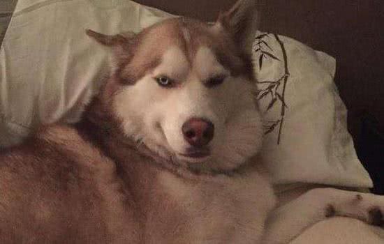 狗狗选择体内驱虫药的注意事项及使用方法