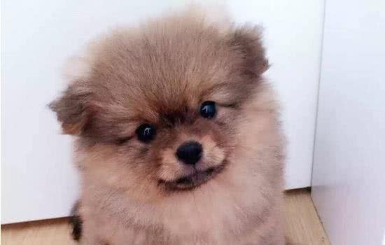 狗狗选择体内驱虫药的注意事项及使用方法