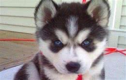 狗狗选择体内驱虫药的注意事项及使用方法