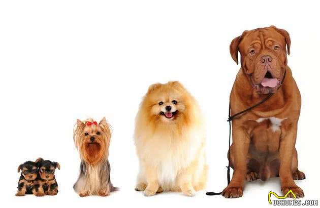 巧克力对狗有毒吗?