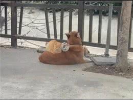 有些小猫和小狗好得都能穿一条裤子!