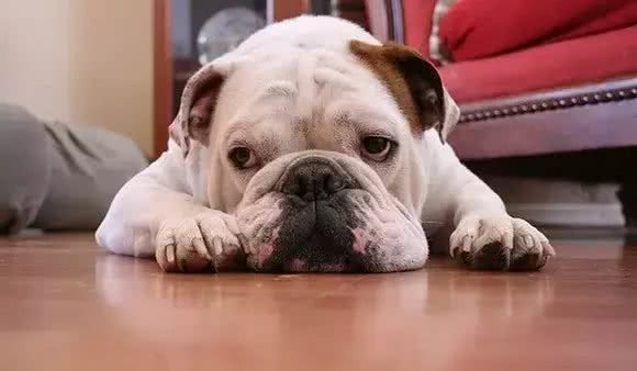 宠知识|What?狗狗也会得低血糖