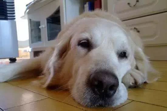 宠知识|What?狗狗也会得低血糖