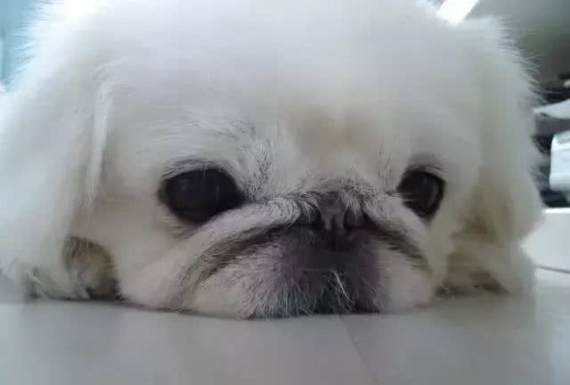 宠知识|What?狗狗也会得低血糖