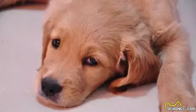 宠知识|What?狗狗也会得低血糖