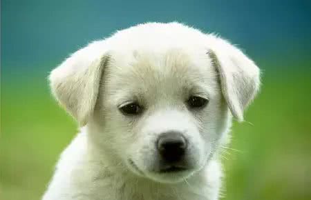 宠知识|What?狗狗也会得低血糖