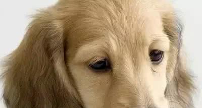 宠知识|What?狗狗也会得低血糖