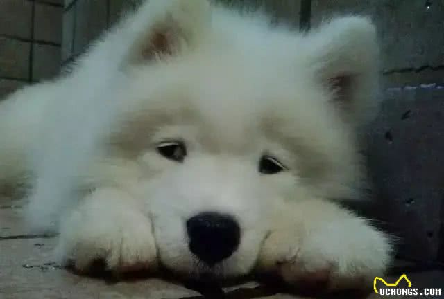 宠知识|What?狗狗也会得低血糖