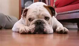 宠知识|What?狗狗也会得低血糖