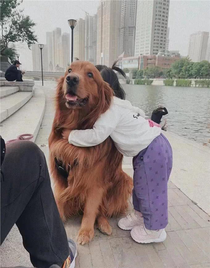 如何照顾好金毛?分享8年养狗经验!