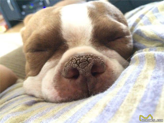 如何迅速有效的治疗狗鼻子干的症状