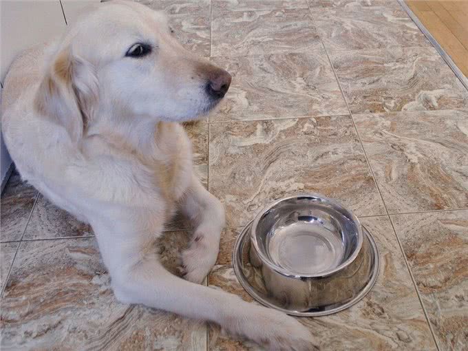 如何迅速有效的治疗狗鼻子干的症状