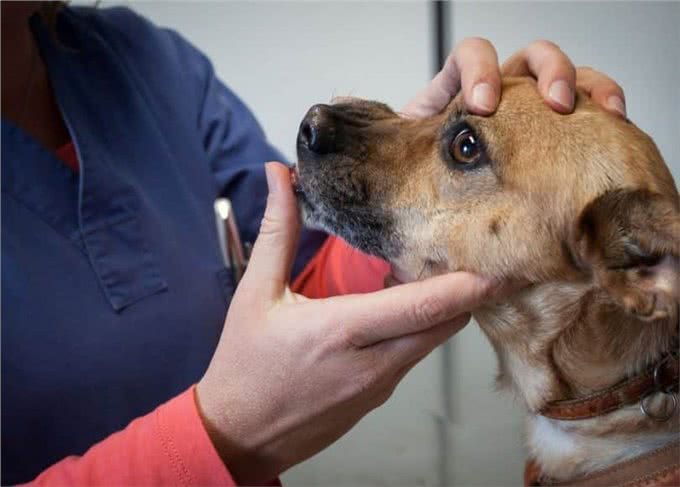 如何迅速有效的治疗狗鼻子干的症状