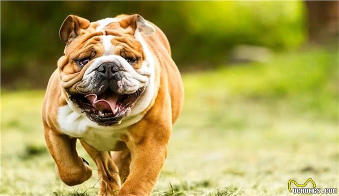 世界上207种受欢迎的宠物狗2/21