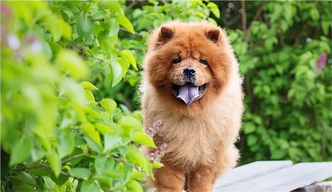 世界上207种受欢迎的宠物狗2/21