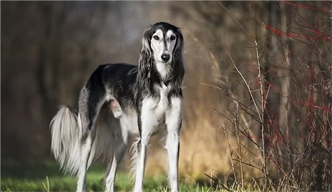 世界上207种受欢迎的宠物狗2/21