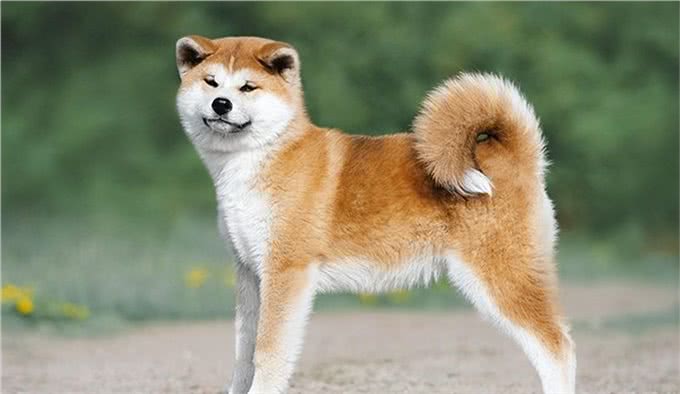 世界上207种受欢迎的宠物狗2/21