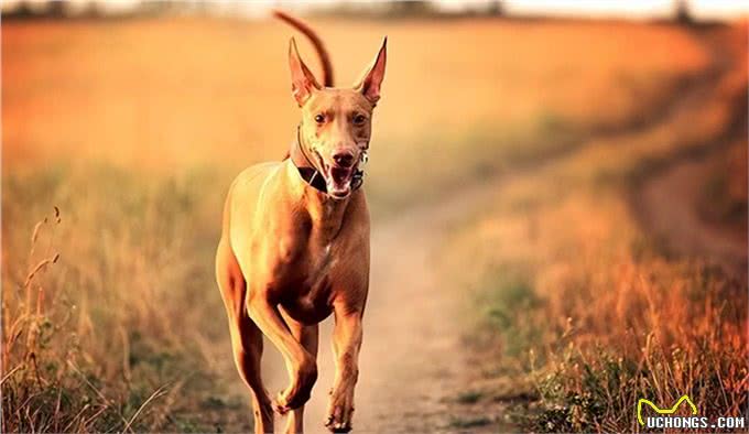 世界上207种受欢迎的宠物狗2/21