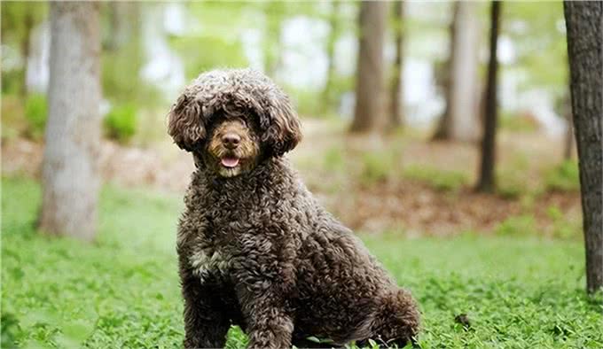 世界上207种受欢迎的宠物狗2/21