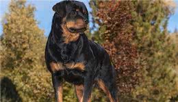 世界上207种受欢迎的宠物狗2/21