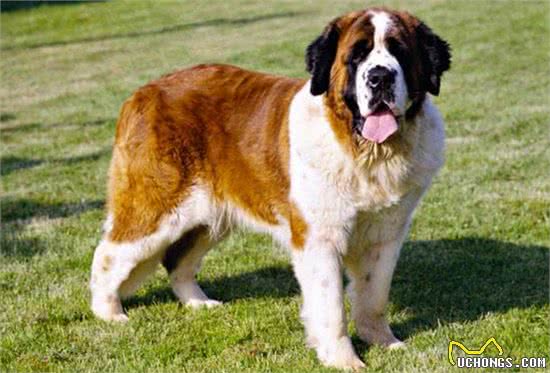 狗界排行榜之吃货犬，看看你家狗上榜没