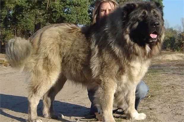 狗界排行榜之吃货犬，看看你家狗上榜没