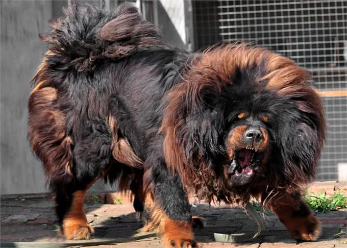 狗界排行榜之吃货犬，看看你家狗上榜没