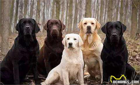 狗界排行榜之吃货犬，看看你家狗上榜没