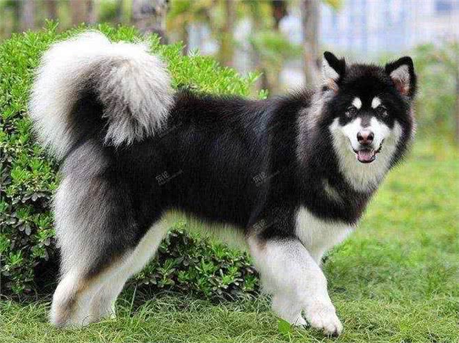 狗界排行榜之吃货犬，看看你家狗上榜没