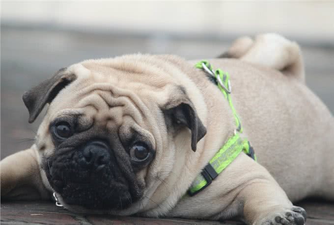 狗界排行榜之吃货犬，看看你家狗上榜没