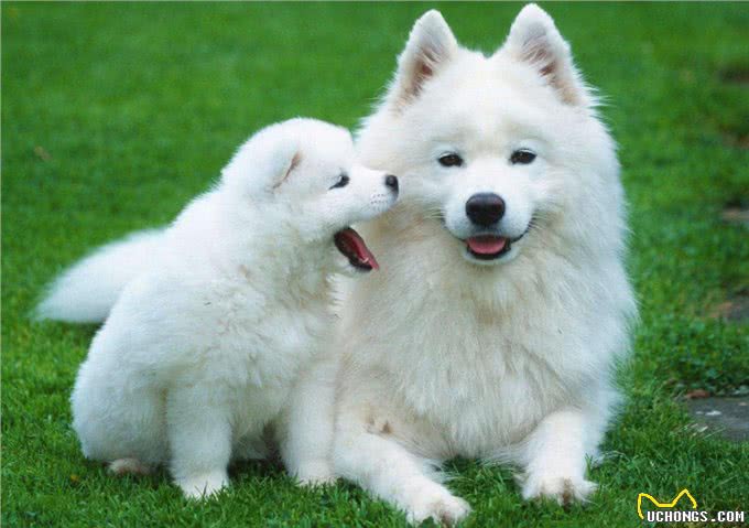 狗界排行榜之吃货犬，看看你家狗上榜没