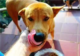 狗界排行榜之吃货犬，看看你家狗上榜没