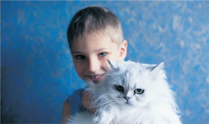 波斯猫:世界上爱猫者最喜欢的纯种猫之一