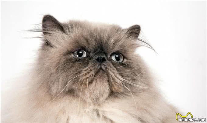 波斯猫:世界上爱猫者最喜欢的纯种猫之一