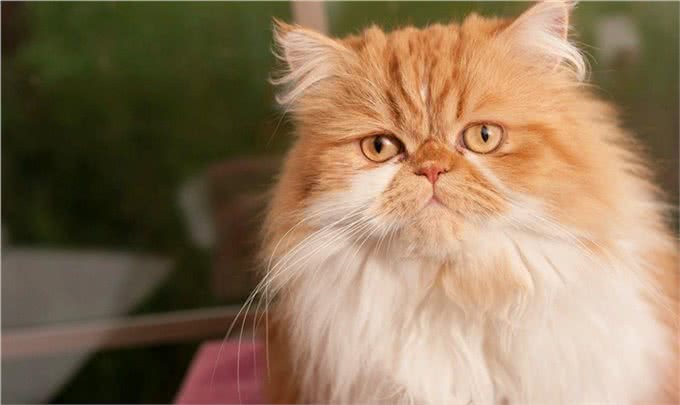 波斯猫:世界上爱猫者最喜欢的纯种猫之一