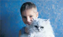 波斯猫:世界上爱猫者最喜欢的纯种猫之一