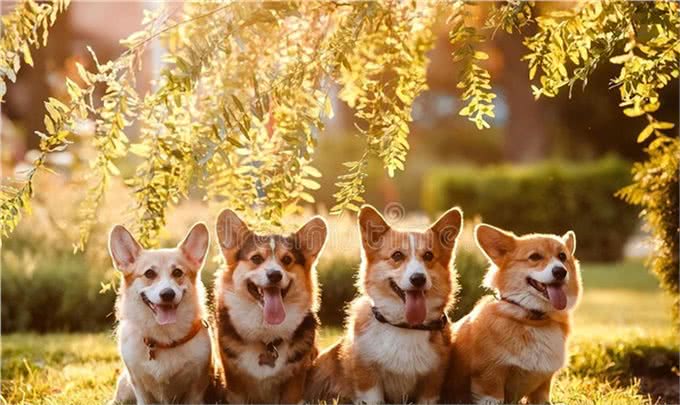 柯基犬最初曾担任哪种工作犬?是牧牛犬还是警犬?