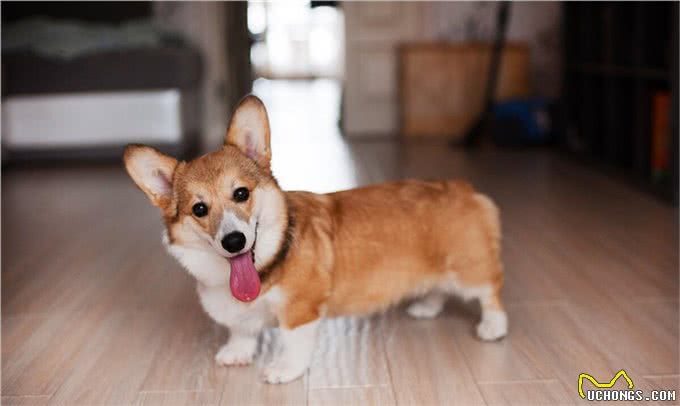 柯基犬最初曾担任哪种工作犬?是牧牛犬还是警犬?