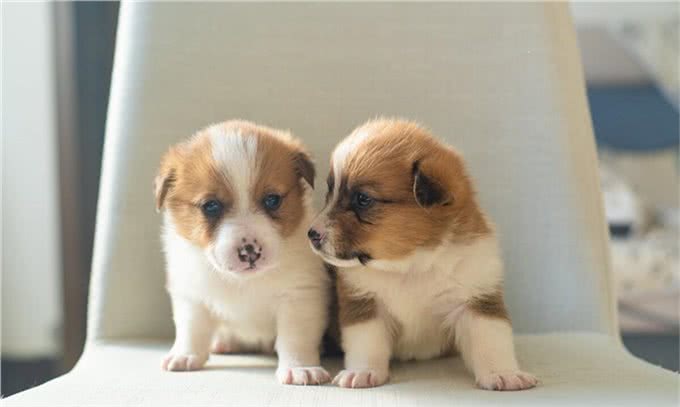 柯基犬最初曾担任哪种工作犬?是牧牛犬还是警犬?