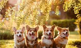 柯基犬最初曾担任哪种工作犬?是牧牛犬还是警犬?