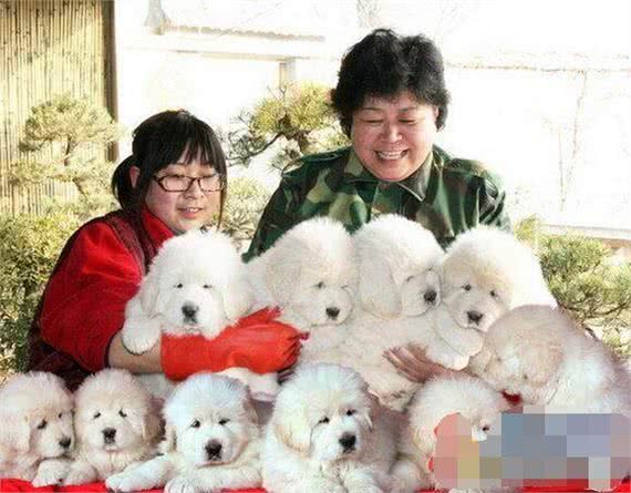 藏獒中的藏獒雪獒和最有力量的犬种大白熊犬如何一眼区分