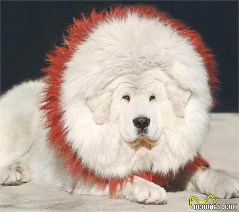 藏獒中的藏獒雪獒和最有力量的犬种大白熊犬如何一眼区分