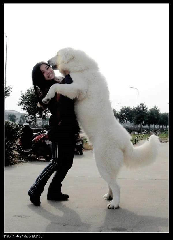 藏獒中的藏獒雪獒和最有力量的犬种大白熊犬如何一眼区分