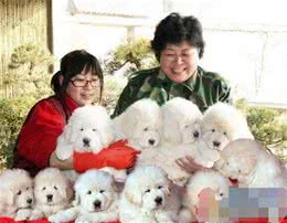 藏獒中的藏獒雪獒和最有力量的犬种大白熊犬如何一眼区分