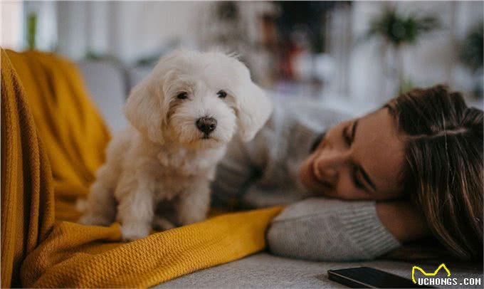 让狗上床睡觉很脏?兽医揭秘:脏不脏,看这里!