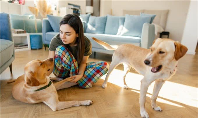 让狗上床睡觉很脏?兽医揭秘:脏不脏,看这里!